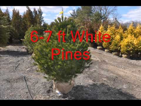 how to transplant blue rug juniper