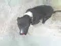 AREQUIPA GAME DOG KENNELS AREQUIPA GAME DOG KENNELS