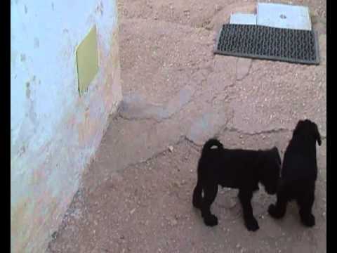 Video cani schnauzer nano - zwergschnauzer