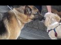 Click here to watch this video 待ってたわん（怖いもの知らず）