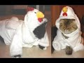 Fat Cat Pokey\ Fat Cat Pokey\