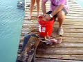 Spiny Lobster Slaughter