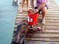 Spiny Lobster Slaughter