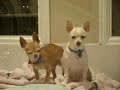 ChiHuaHua - Miruku 6 ChiHuaHua - Miruku 6