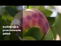 Zabiegi dla jabłoni w czasie kwitnienia.