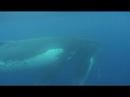 Swimming with Humpback Whales - Vava\