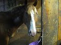 So, it seems as though many of my subscribers have already met Stetson, my new horse :D. I moved him into his new barn today. I am at the same barn as NoWingsJumper101 (Moon Shadow Farm). Today, he got trailered and had his shots done so I just hopped on bareback. TRAIL RIDING TOMORROW WITH SHEA! Oh, and also his show name is 'Batteries Not Included,' made by the one and only.. ME! Please, do not copy it. Thanks and enjoy!