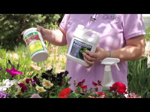 how to fertilize mexican petunias