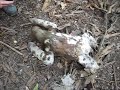 Three toed sloth and other animals