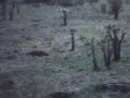 videos de Wild dog howled in to scopecam.