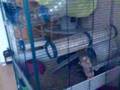 My rat cage / mijn ratten kooi