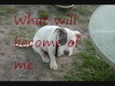 a video against bsl