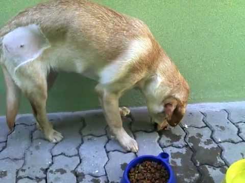 12 horas depois de uma Colocefalectomia e Denervação