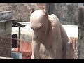 Androgenous Goitered Gargoyle Eating Mango