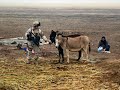 Donkey Sanctuary in Australia