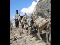 videos de Donkey Sanctuary in Australia