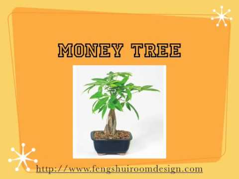 how to replant a money tree video