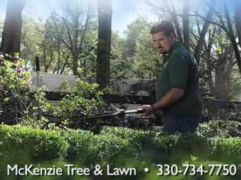 how to transplant sycamore tree