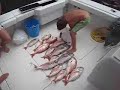 Grande pesca di dentici praia