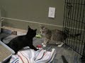 Funny Kitten- launch sequence