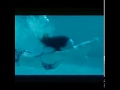 Beauty In Trouble Czech film trailer