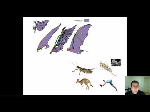 how to homologous structures provide evidence for evolution
