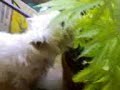 White comiendose la planta- White comiendose la planta-