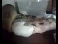 videos de Katrina's rat part 2