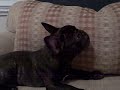 My French Bulldog Georgia
