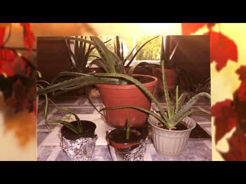 how to fertilize boston ferns