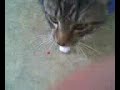 Broadcasting myself and my cat :D Broadcasting myself and my cat :D