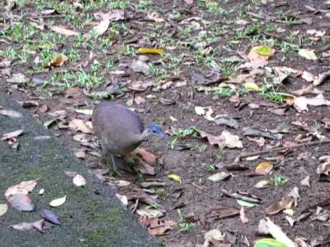 Great Tinamu - La Selva Biological Station, Costa Rica