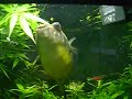 Fahaka puffer \" Mutha Faka \"