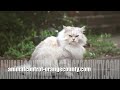 Animal Control Los Angeles | ...