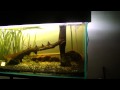 Aí vai a a primeira panorâmica do meu novo aqua. Ainda está ciclando, não está todo mintado mas já tem alguns moradores.A Pleco Home Aquarium: 2,30X50X50, plantado, cascudos, corydoras, melanotaenias, amblidoras, entre outros. 