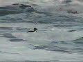 Surf Scoter surfing the waves - Negron careto, patos Surf Scoter surfing the waves - Negron careto, patos
