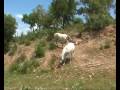 videos de Lusitano stud horse Honesto and his mares
