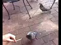 Pigion Puncher Pigion Puncher