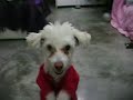 PELUCHE PERRO QUE APLAUDE