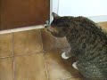 トラはドアも開けられるんです