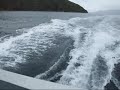 Dolphins Marlborough Sounds_0002.wmv