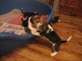 videos de Beagle sczeniaki w wieku 5 tygodni