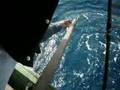 Memancing baracuda