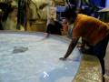 videos de Denver Downtown Aquarium