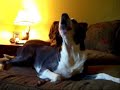 Boud - The Howling Hound Dog