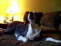 Boud - The Howling Hound Dog