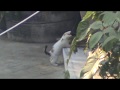 videos de catty.MPG