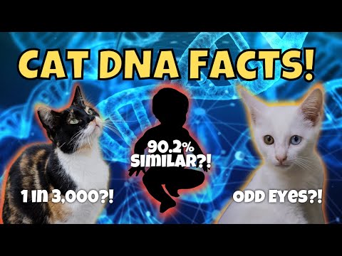 10 Fun Facts About Cat Genetics (Basepaws Cat DNA Test GIVEAWAY)!