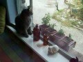 Unklar's Window: Two Cats and a Lizard