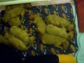 Pharaoh Hound Puppies week 2